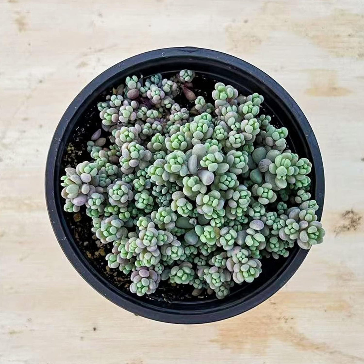 Live Succulents Sedum Dasyphyllum (4-inch), Succulent Plants Fully Rooted in Pots with Soil