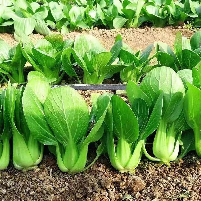 All Year Round Organic Chinese Cabbage Seeds, 1000pcs, Non-GMO, High 95% Germination, Perfect for