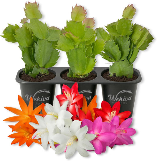 Christmas Cactus Variety 3pack - 3 Live Starter Plants - Schlumbergera Bridgesii - Growers Choice
