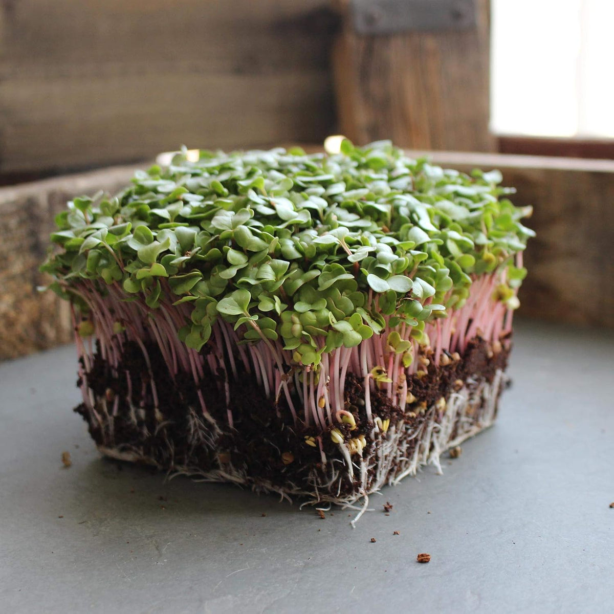 Radish Sprouting & Microgreens Seeds – Red Arrow Variety – 1 LB – Non-GMO, Heirloom – Fast-Growing