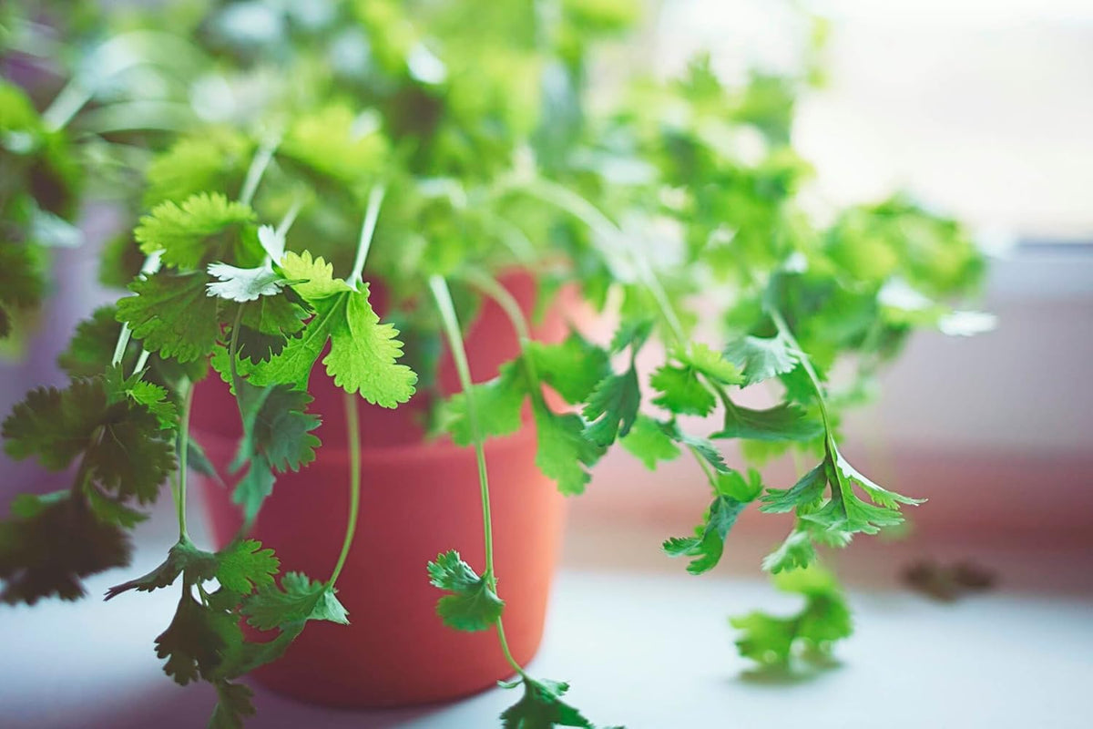 Elevate Your Cilantro Garden with Gardenera's Organic Potting Mix - Tailored for Robust Cilantro
