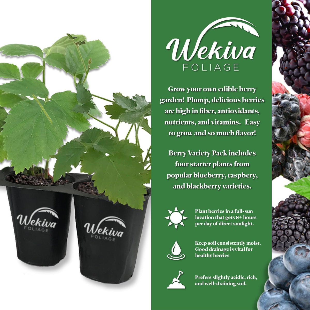 Berry Variety Pack - 4 Live Starter Plants - A Selection of Blueberry, BlackBerry, and Raspberry