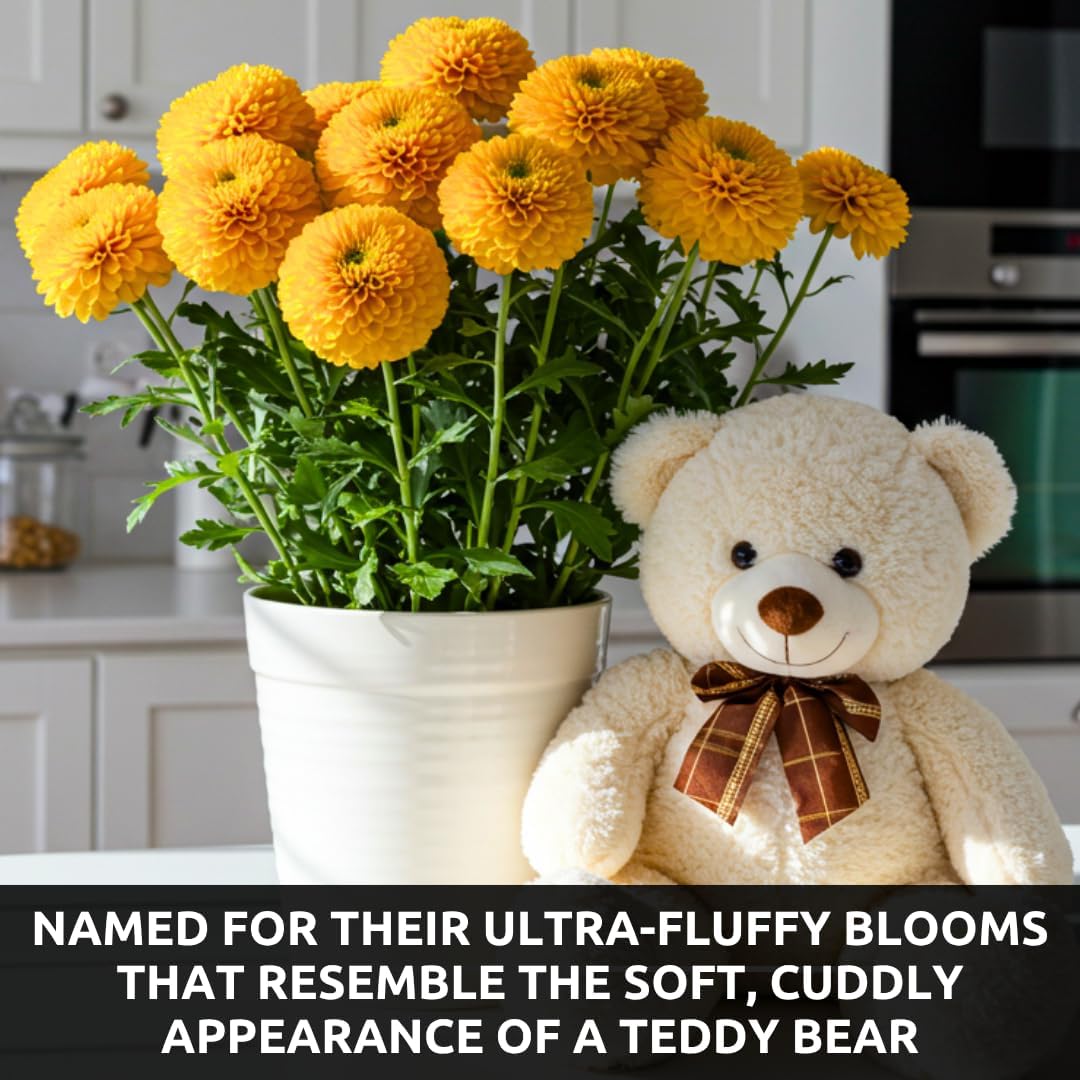 100 Teddy Bear Sunflower Seeds for Planting – Ultra-Fluffy Golden Blooms with Round Heads – Perfect