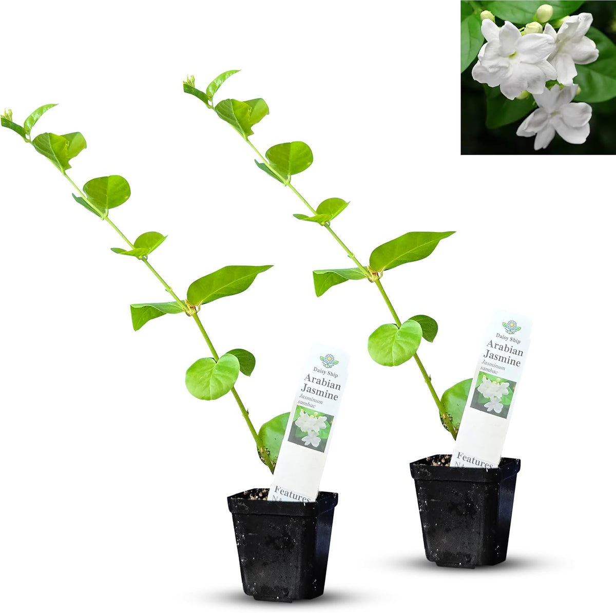 Arabian Jasmine (Jasminum Sambac) - Live, Fragrant, Blooming, Indoor/Outdoor Decorative Plant (2