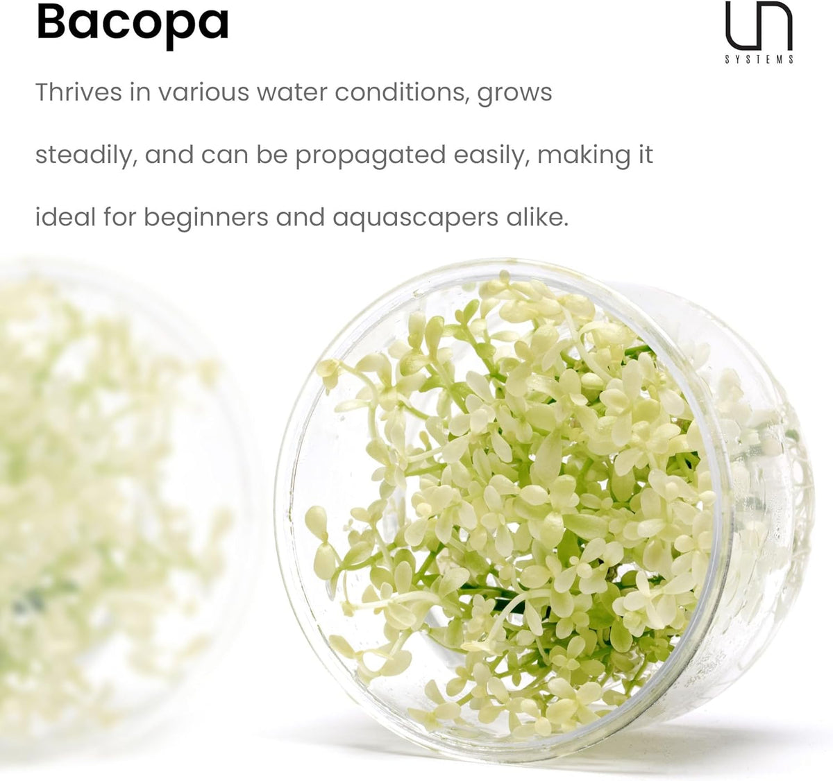 Ultum Nature Systems Live Tissue Culture - Purple Bacopa (Bacopa salzmannii) - Moderate - Moderate