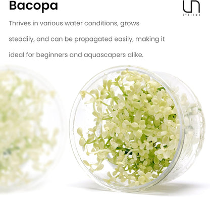 Ultum Nature Systems Live Tissue Culture - Purple Bacopa (Bacopa salzmannii) - Moderate - Moderate