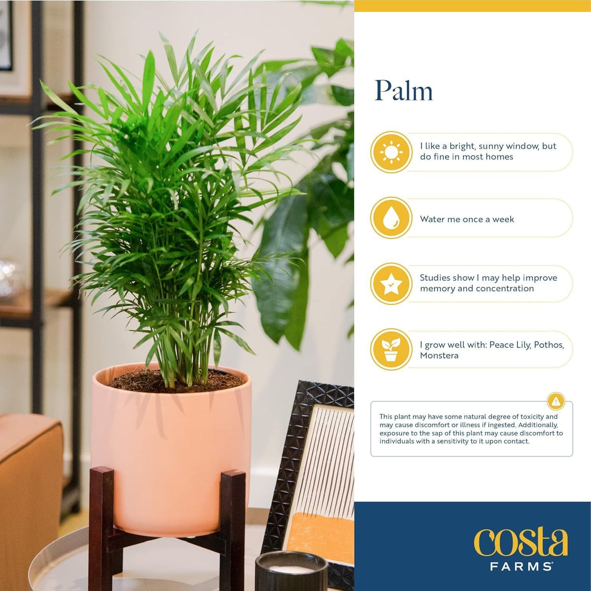 Costa Farms Cat Palm, Live Indoor Houseplant in Décor Planter, Tree-Like Floor House Plant Potted