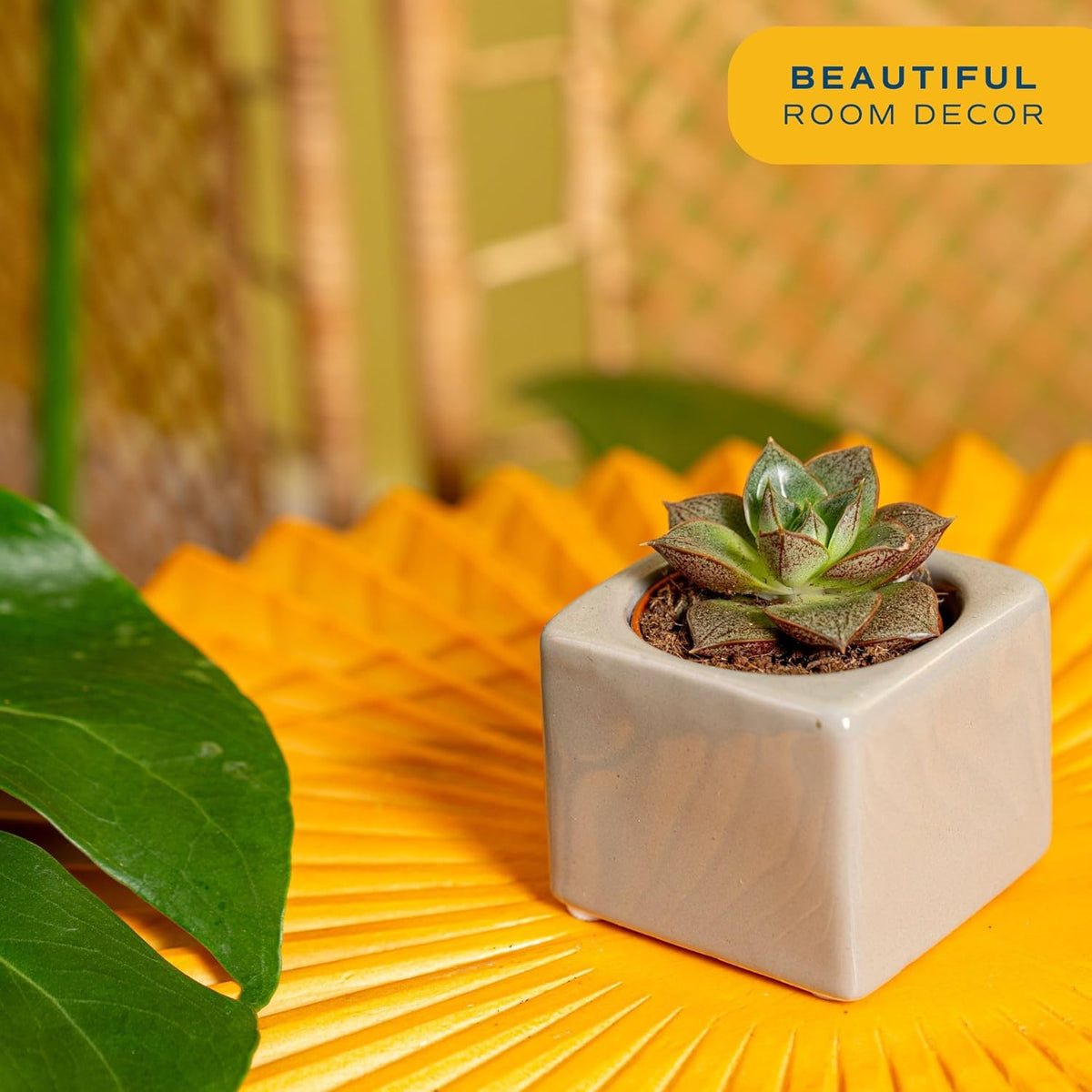 Costa Farms Succulent Plant, Live Indoor Mini Succulent Plant in Cute Succulents Plant Pot, Potting