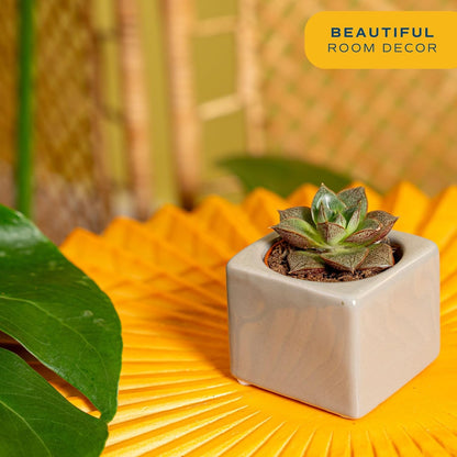 Costa Farms Succulent Plant, Live Indoor Mini Succulent Plant in Cute Succulents Plant Pot, Potting