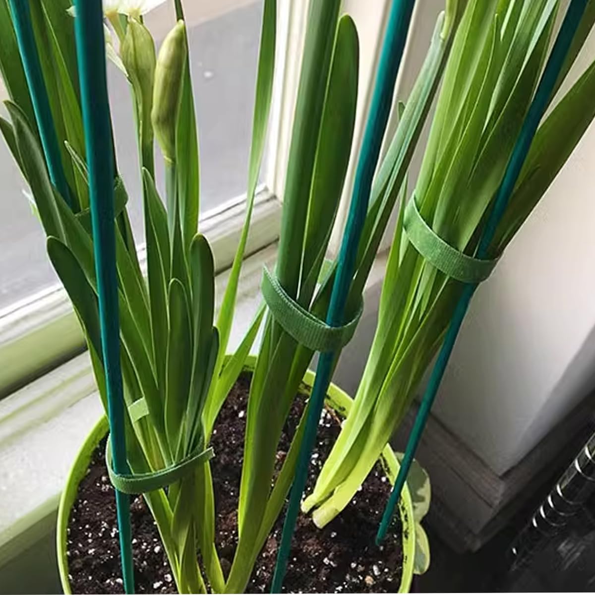 GXXMEI 100PCS 18" Plant Sticks Support with 100PCS Green Garden Ties, Green Bamboo Sticks, Garden