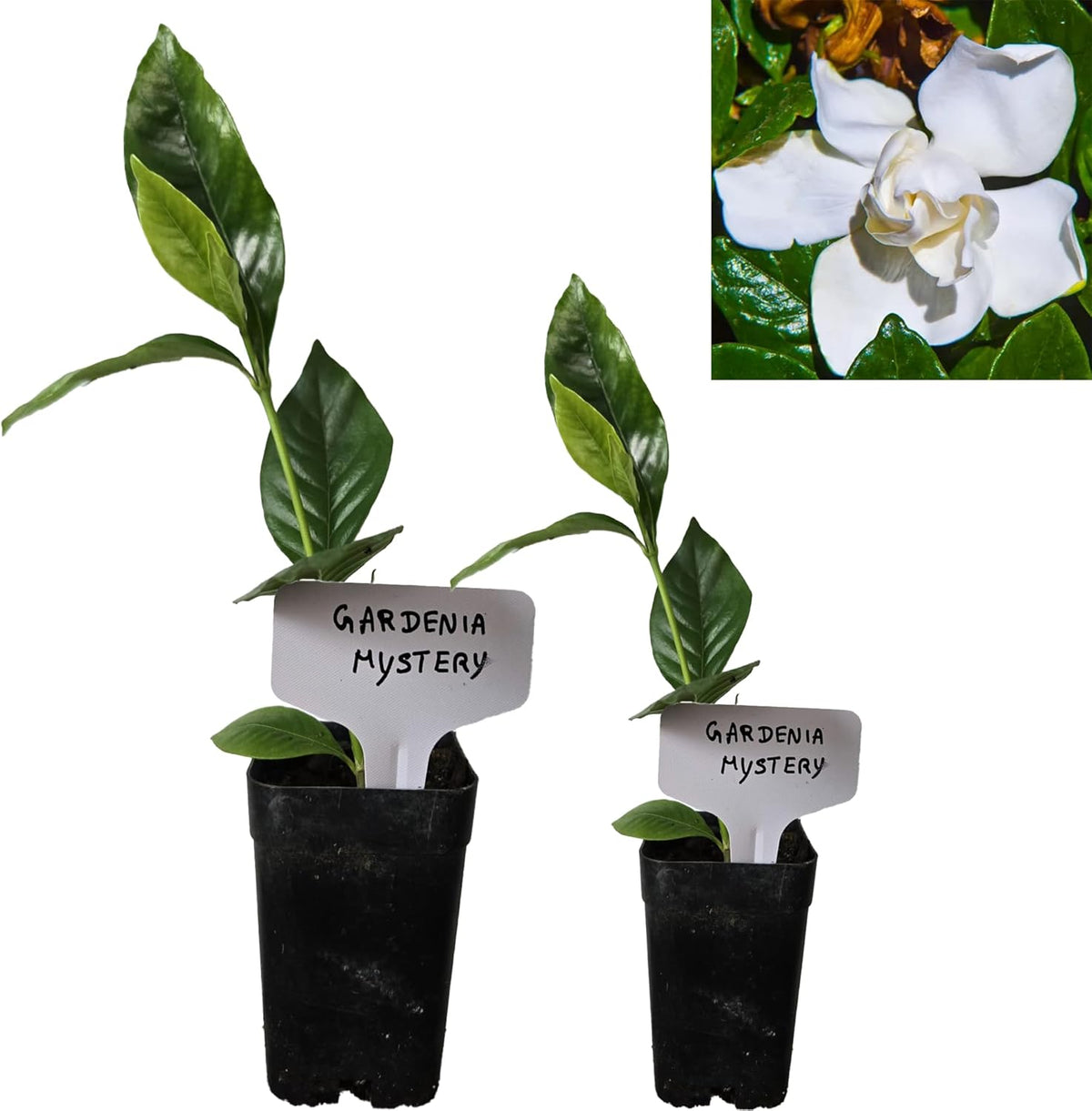 Gardenia Mystery - Gardenia Jasminoides. Hardy Evergreen Shrub with Large, Sweetly Fragrant White