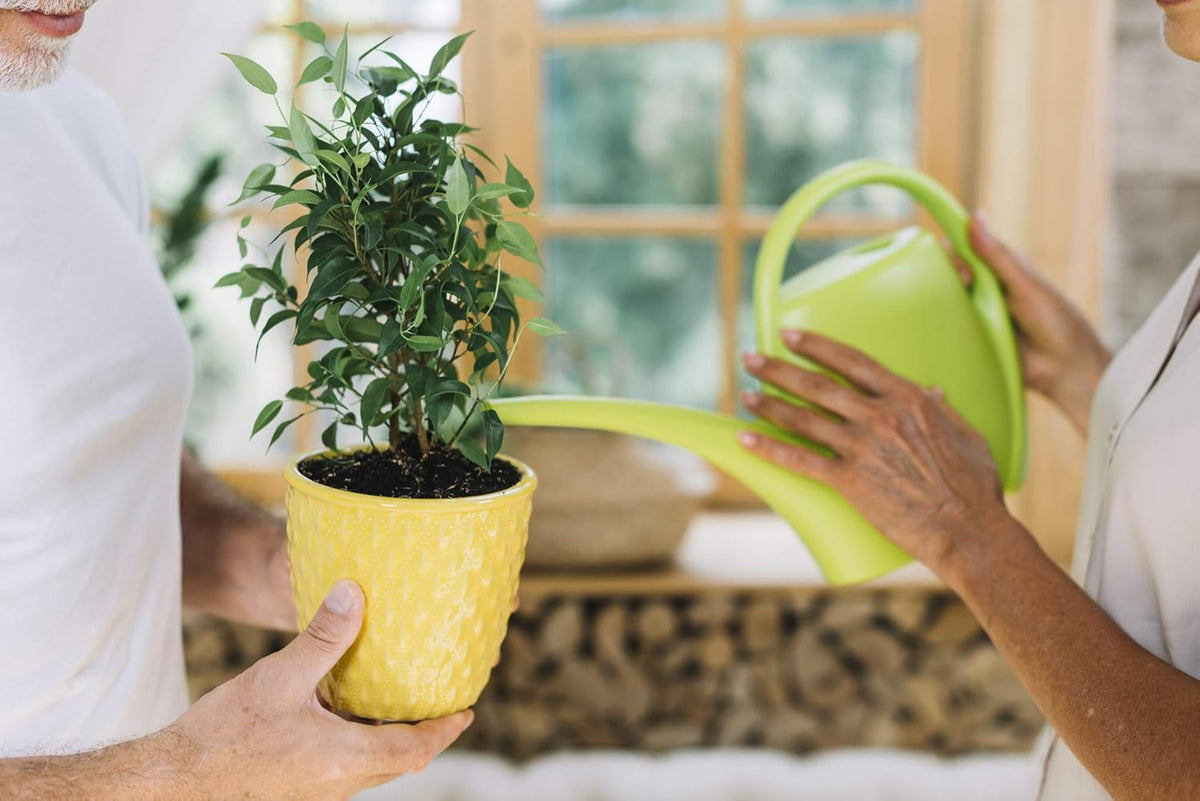 Fiddle Leaf Fig and House Plant Fertilizer Pellets |16-5-11 Slow Release Pellets for Seedlings and