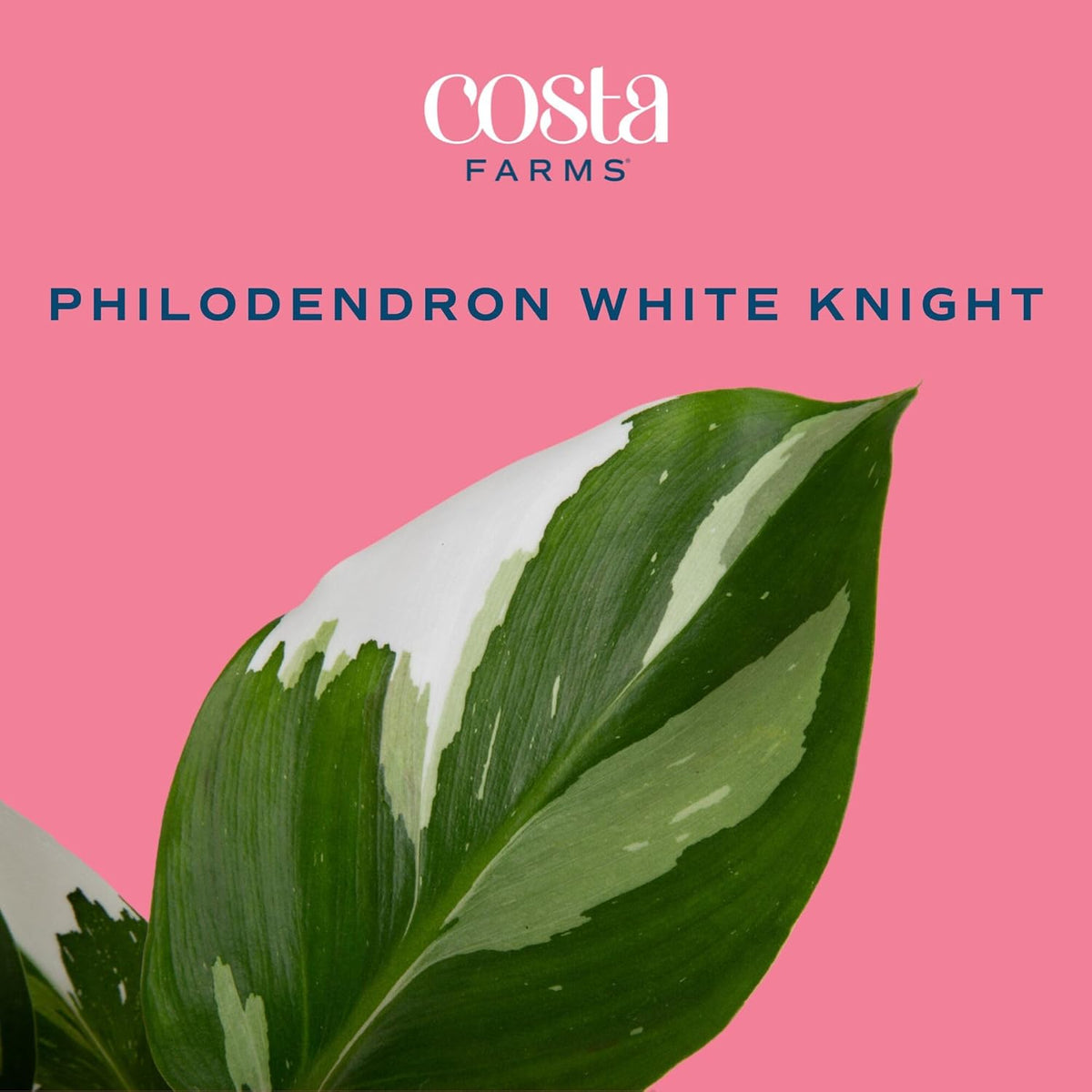 Costa Farms Philodendron White Knight, Rare Unique Live Indoor Plant in 6-Inch Self-Watering