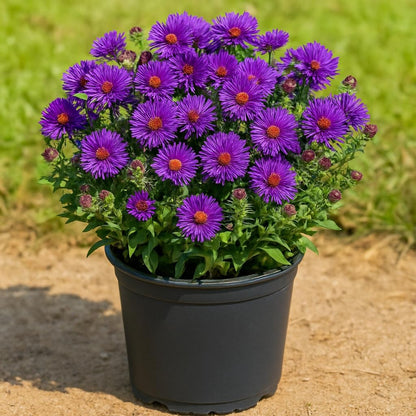 Perennial Farm Aster Novae-Angliae 'Grape Crush' (New England Aster) – Live Perennial in #1