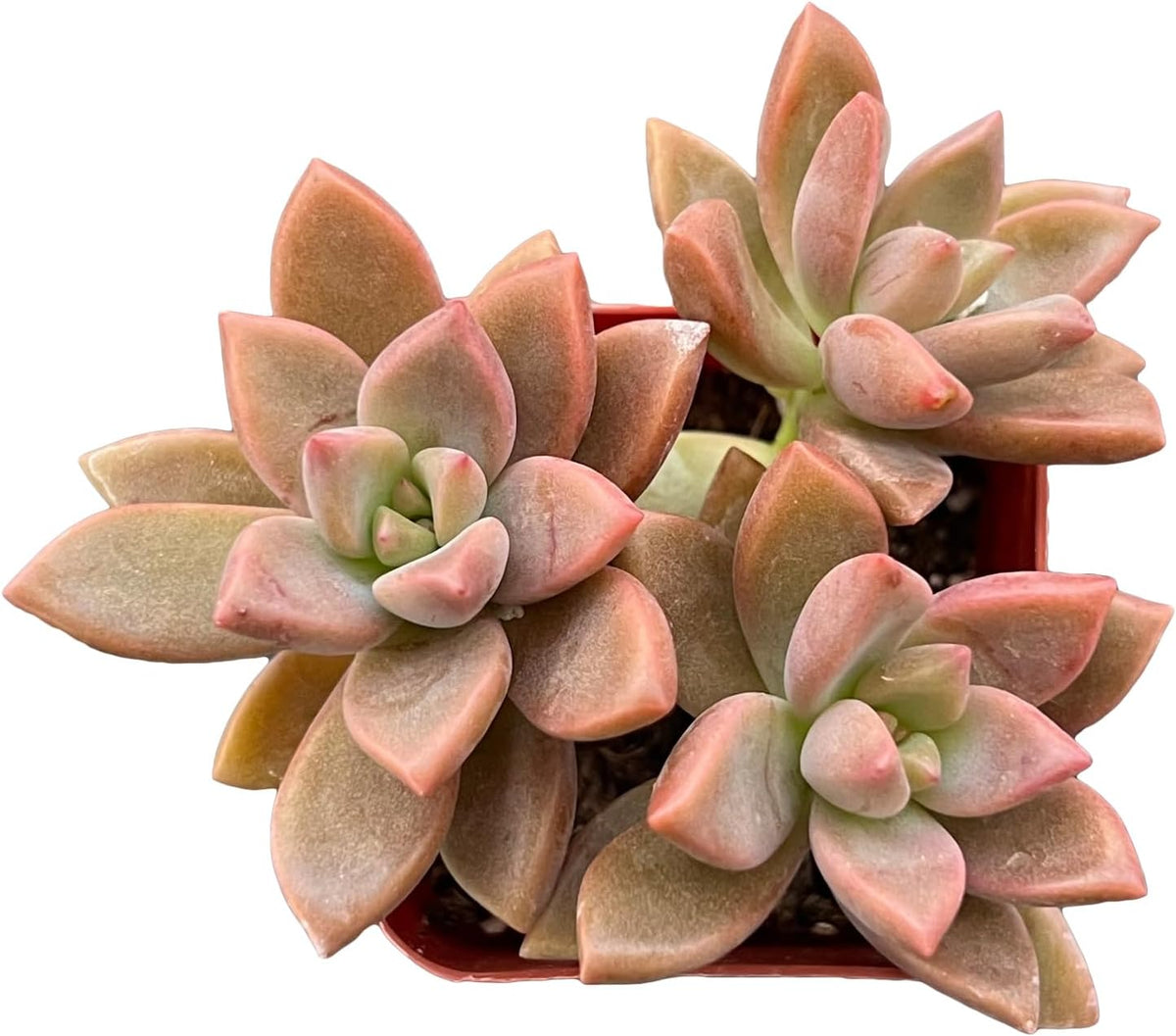 Sprout N Green Graptopetalum paraguayense cv.Bronze, Rare Live Succulent Fully Rooted in 2 inch