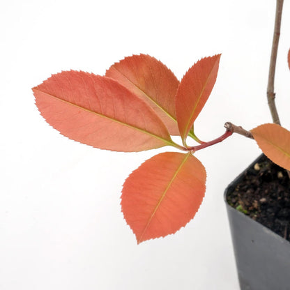 6 Red Tip Photinia, Photinia x Fraseri, Thriving in Extra Deep Nursery Cubes