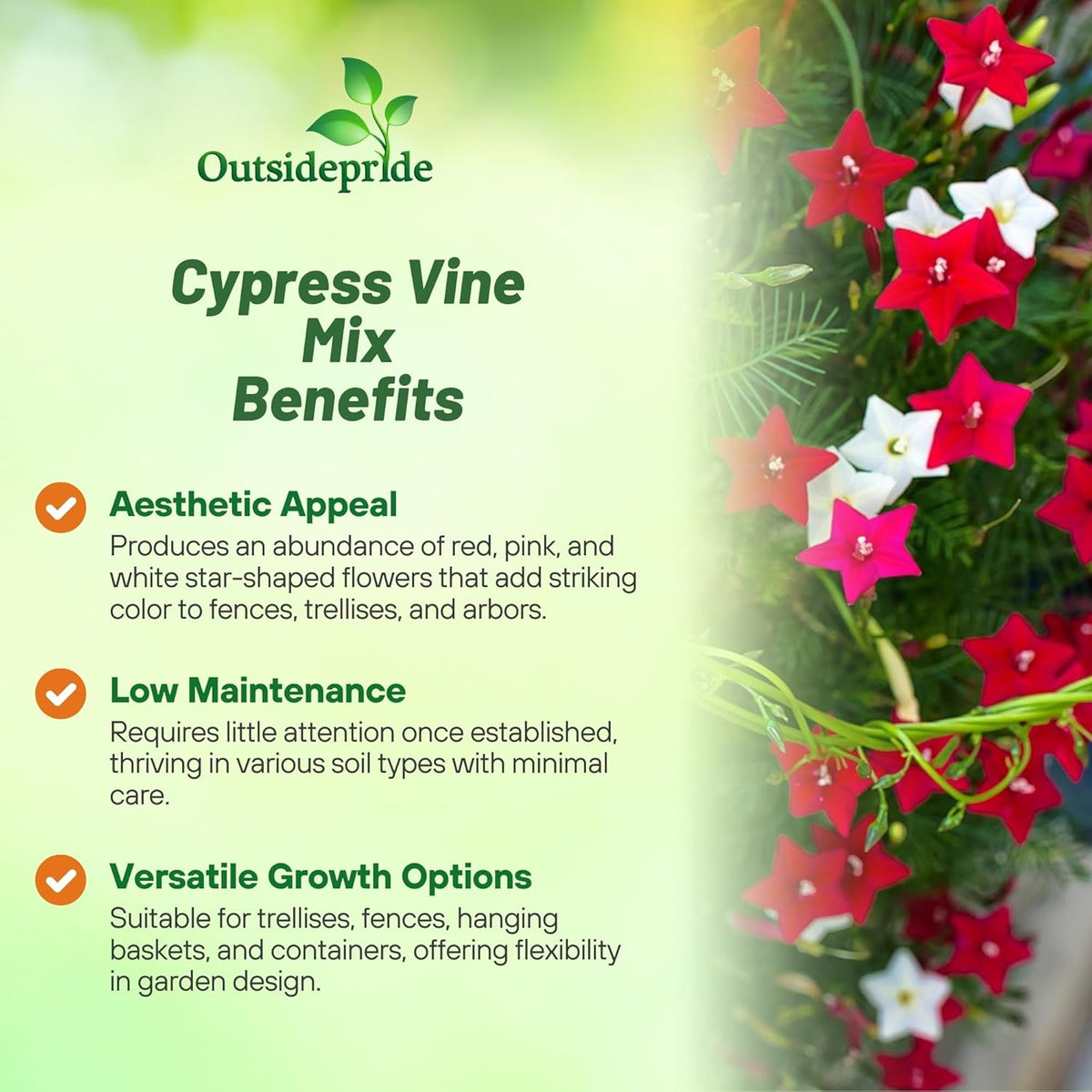 Outsidepride Mixed Cypress Vine Seeds - 200 Pcs Annual Flower Seeds with Nectar-Rich, Star-Shaped