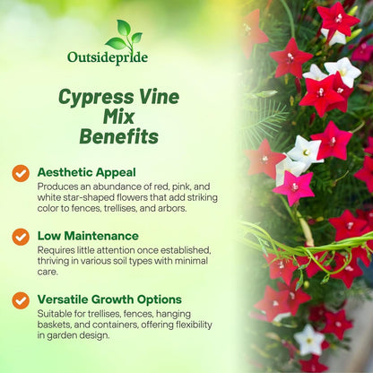 Outsidepride Mixed Cypress Vine Seeds - 200 Pcs Annual Flower Seeds with Nectar-Rich, Star-Shaped