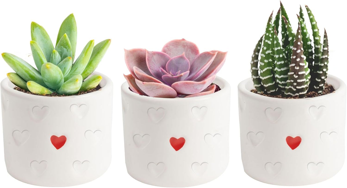 Costa Farms Succulent Plants (Pack of 3), Live Indoor Plant Mini Succulent in Cute Decor Plant Pot