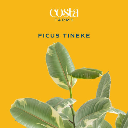Costa Farms Ficus Tineke Live Plant, Easy to Grow Live Indoor Houseplant in Decorative Planter