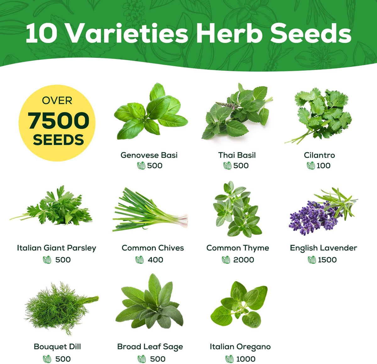 10 Herb Seeds Variety Pack - 7,000+ Heirloom Non-GMO Seeds - Basil, Cilantro, Lavender, Parsley