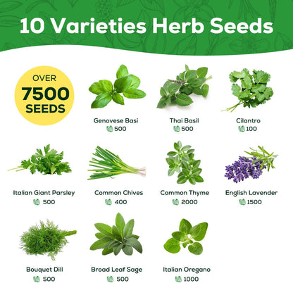 10 Herb Seeds Variety Pack - 7,000+ Heirloom Non-GMO Seeds - Basil, Cilantro, Lavender, Parsley