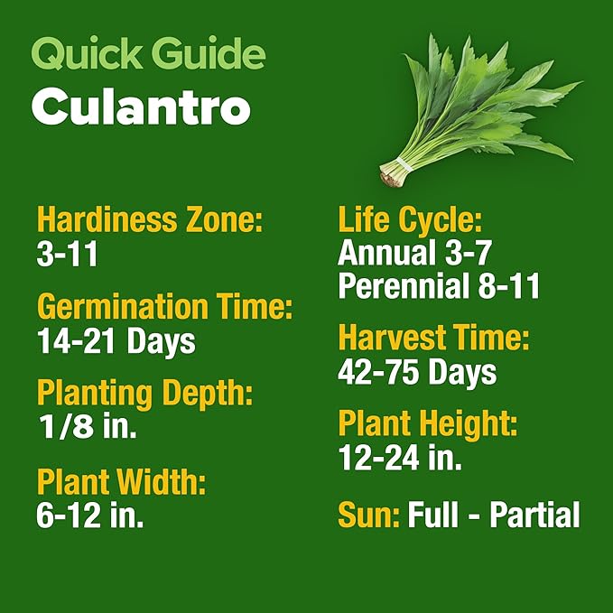 HOME GROWN 𝗨𝗦𝗔 𝗣𝗥𝗘𝗠𝗜𝗨𝗠 Culantro Seeds 360 Herb Seeds for Planting Non-GMO Heirloom