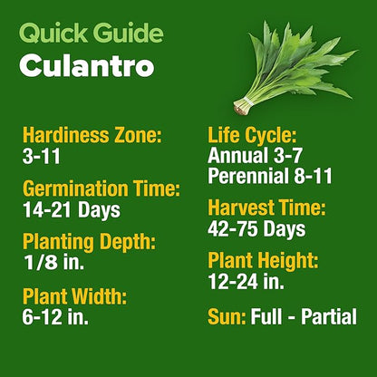 HOME GROWN 𝗨𝗦𝗔 𝗣𝗥𝗘𝗠𝗜𝗨𝗠 Culantro Seeds 360 Herb Seeds for Planting Non-GMO Heirloom