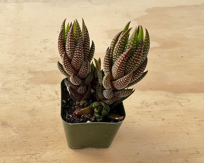 Sprout N Green Haworthia coarctata VAR. adelaidensis, Rare Live Succulent Plant Fully Rooted in