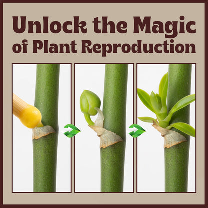 Keiki Paste for Plants to Clone & Create New Growth - 2X The Paste - Rapid Start Cloning Gel for