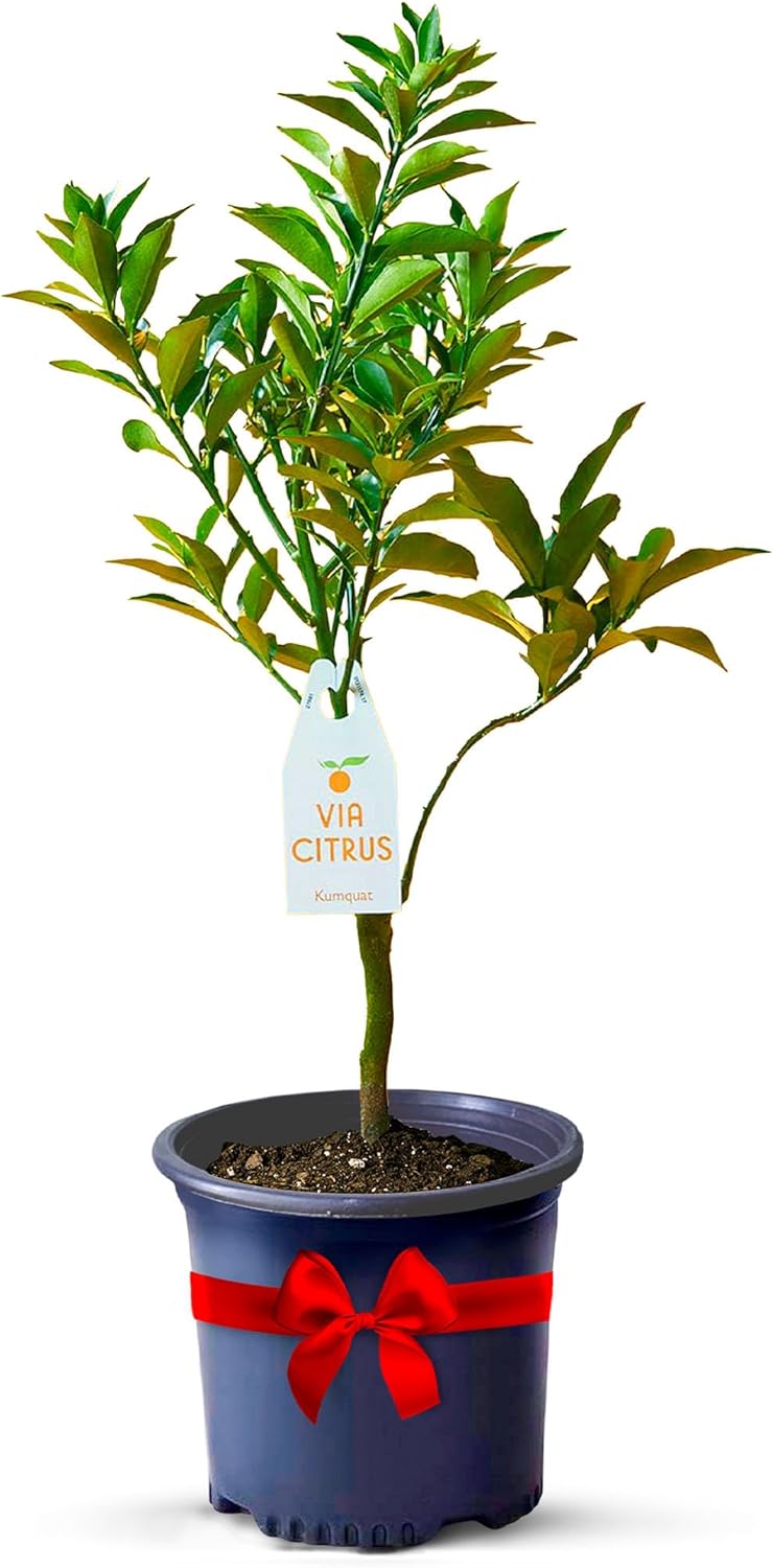 Grafted Kumquat Live Tree Plants Outdoor Plant 14-18" Tall - Sweet Kumquat Fruiting Tree Cannot