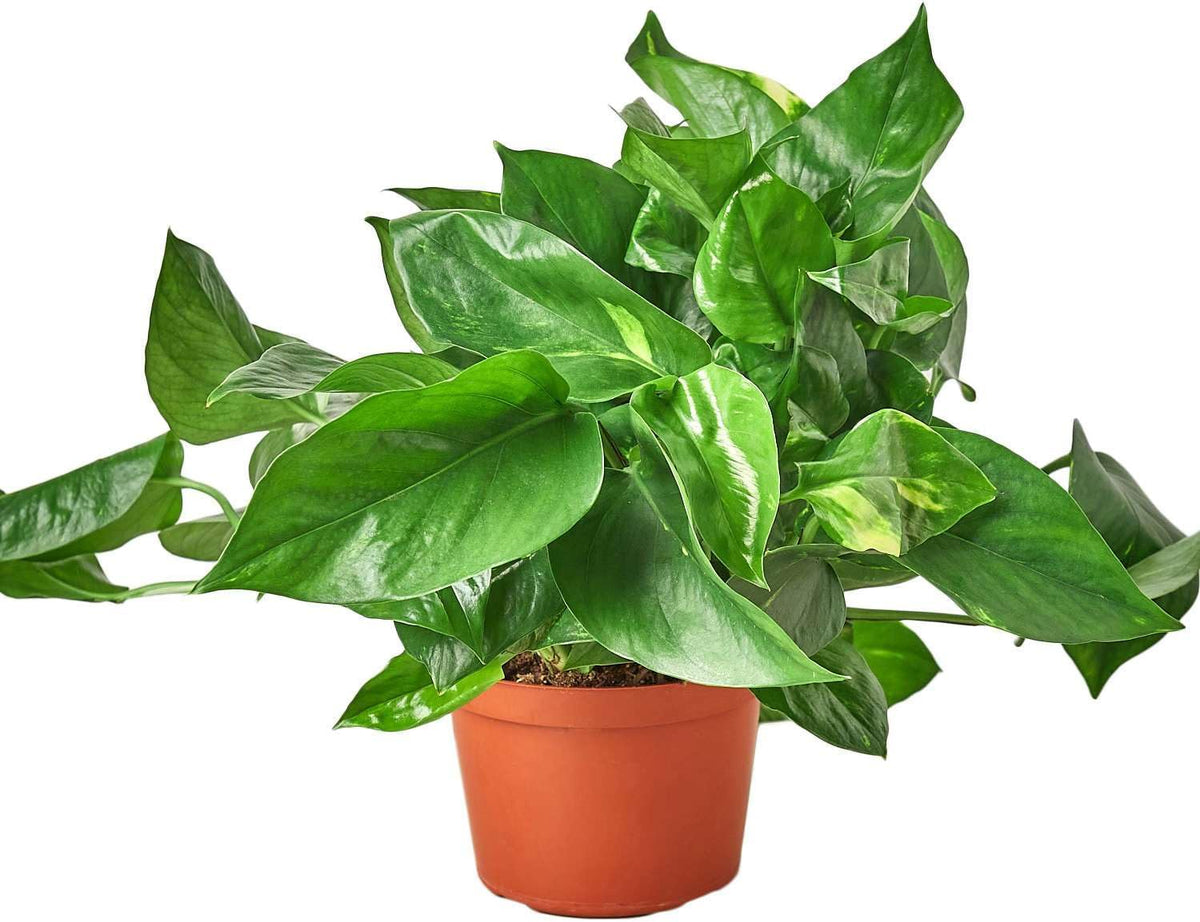 Pothos Golden Live Plant for Indoor | Different Houseplants in 4'' & 6'' Pot | Real House Plant for