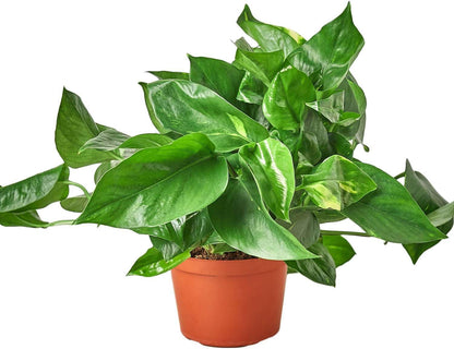 Pothos Golden Live Plant for Indoor | Different Houseplants in 4'' & 6'' Pot | Real House Plant for