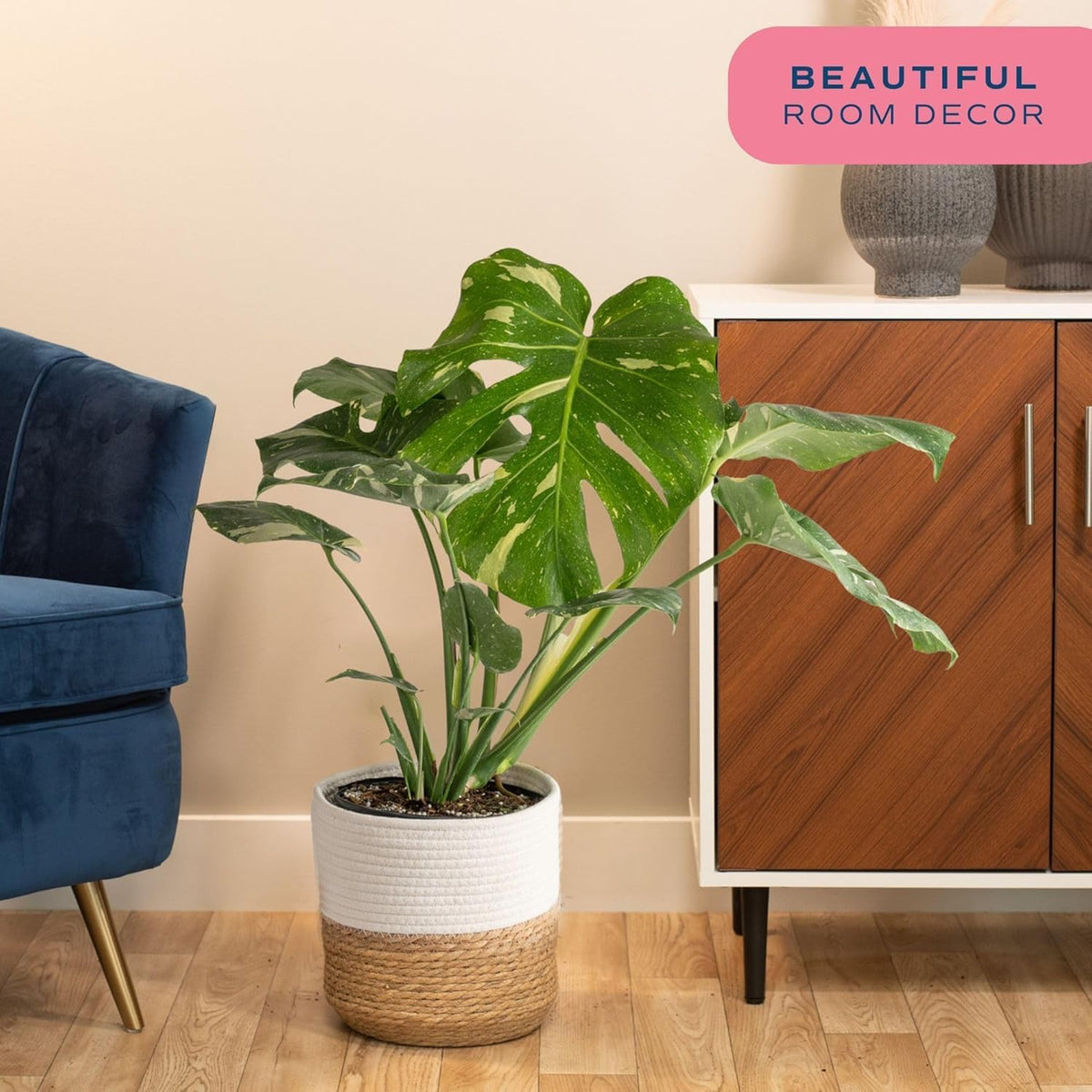 Costa Farms Live Plant, Thai Constellation Monstera House Plant, Decorative Plant Pot, Trending
