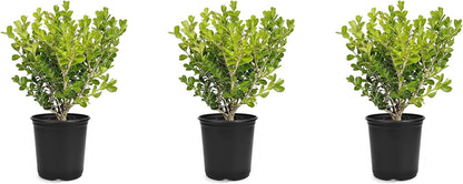 Japanese Boxwood | 3 Live 4 Inch Pots | Buxus Microphylla | Formal Evergreen Low Maintenance Hedge