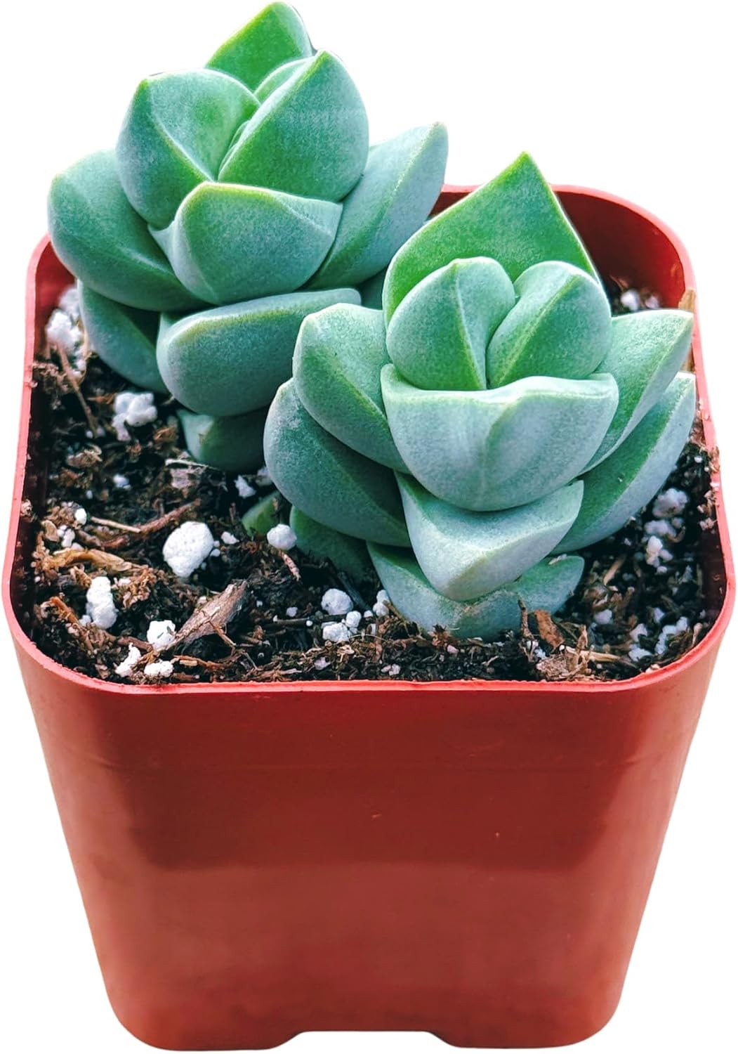 Succulents Plants Live 2inch Live Mini Succulent Plants, Easy Care House Plants Rooted in Succulent
