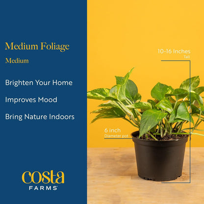 Costa Farms Live Indoor Plant Variety Pack in Plastic Pots, Easy to Maintain, Air Purifying