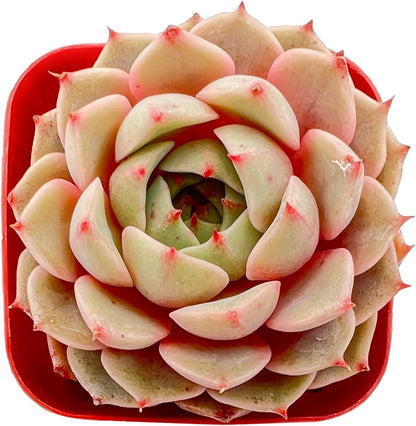 Sprout N Green Echeveria Ben Badis, 1 Live Mini Succulent Plant Fully Rooted in 2 inch Starter Pot