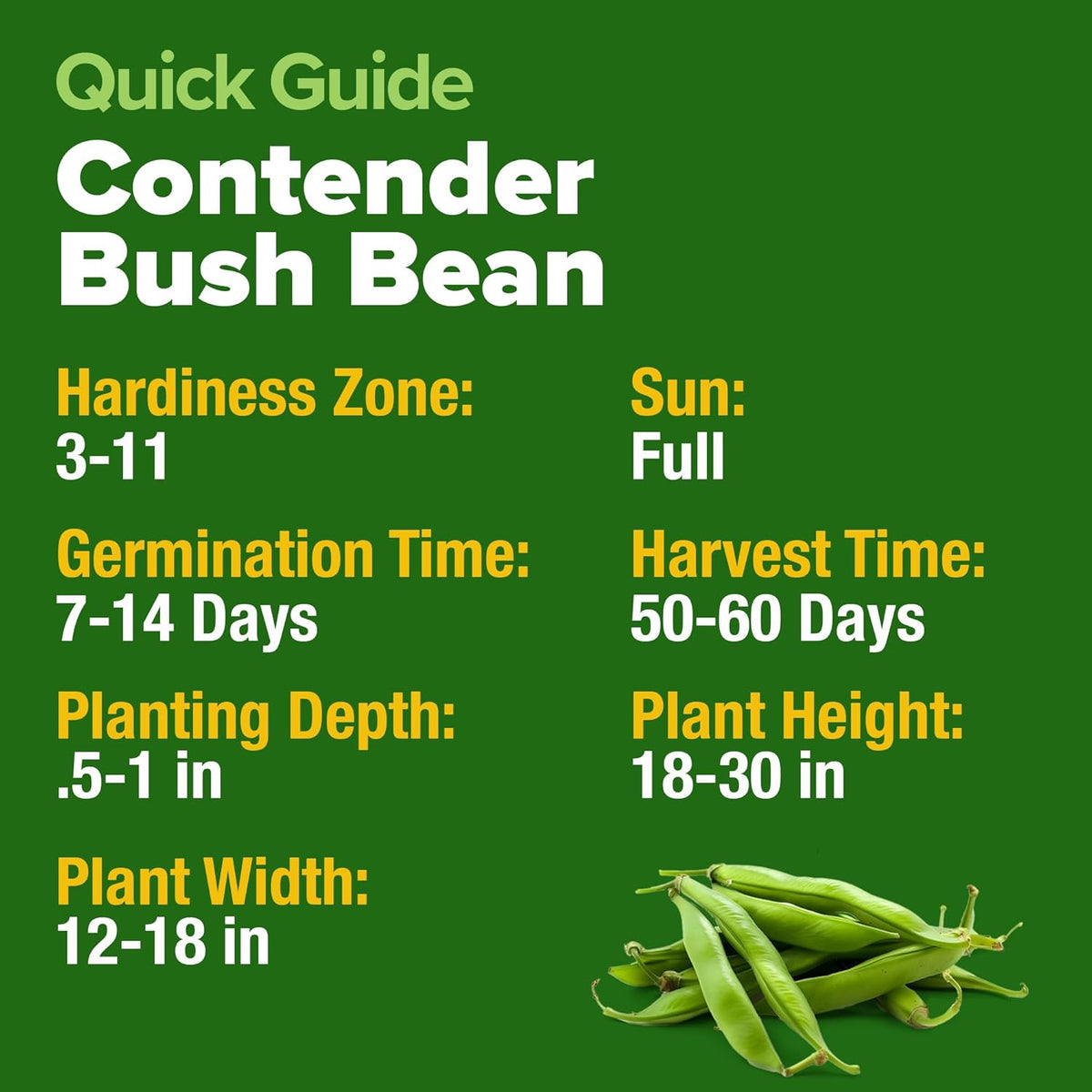 HOME GROWN Contender Bush Seeds - 56 𝗡𝗢𝗡-𝗚𝗠𝗢 𝗨𝗦𝗔-𝗦𝗢𝗨𝗥𝗖𝗘𝗗, Heirloom Green Beans for