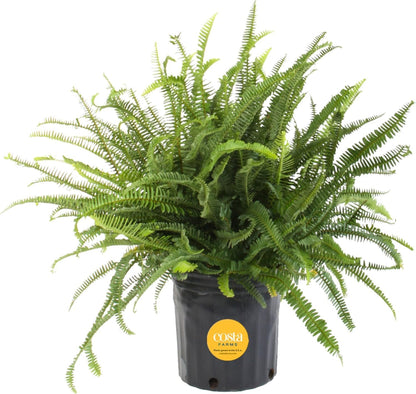 Costa Farms Kimberly Queen Fern Live Plant in Plastic Pot, Large Indoor & Outdoor Houseplant