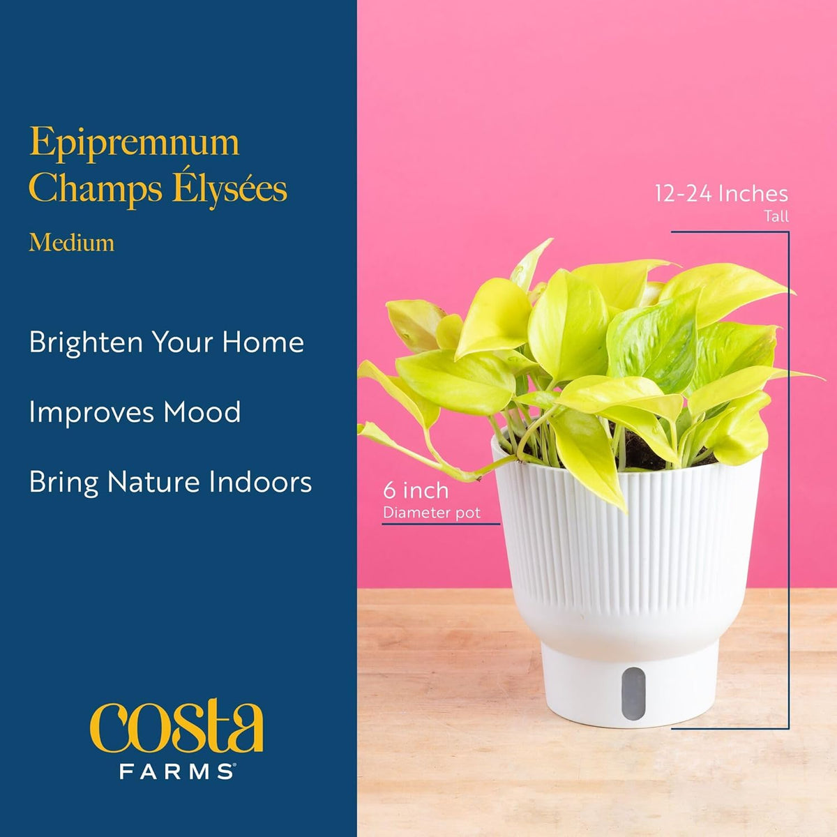 Costa Farms Champs Elysses Pothos Live Plant in Self Watering Pot, Indoor Houseplant, Trailing