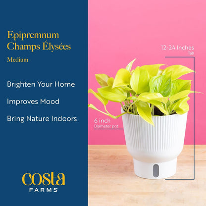 Costa Farms Champs Elysses Pothos Live Plant in Self Watering Pot, Indoor Houseplant, Trailing