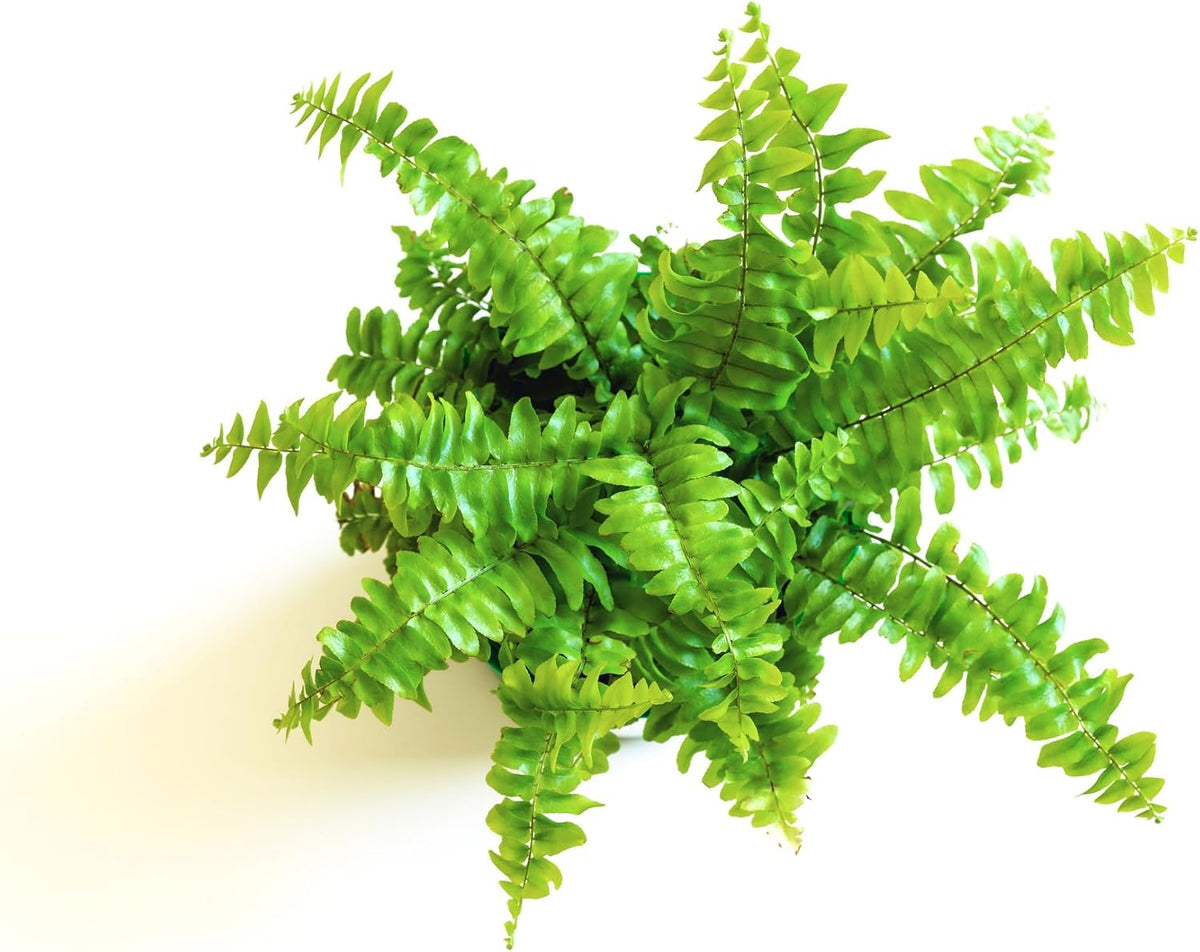 Mini Ferns for Terrariums/Fairy Garden - 5 Different Plants-2" Pots