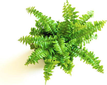 Mini Ferns for Terrariums/Fairy Garden - 5 Different Plants-2" Pots
