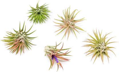 12 Pack Air Plants Ionantha Mexican-Colors and Shape Varies Due to Seasonality-Live Tillandsia