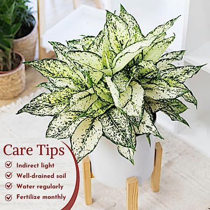 Aglaonema Live Plant Collection (4-Pack) - Chinese Evergreen Plants in 2-Inch Pots | Easy-Care