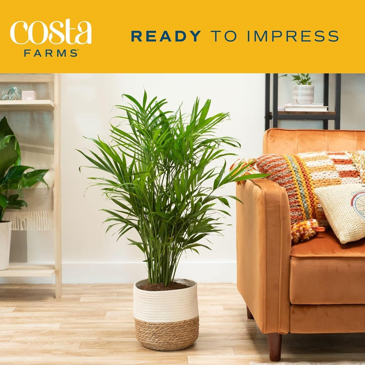 Costa Farms Cat Palm, Live Indoor Houseplant in Décor Planter, Tree-Like Floor House Plant Potted