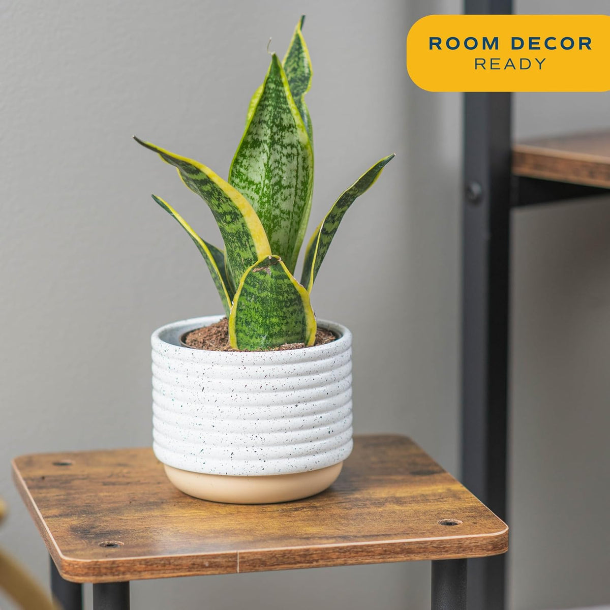 Costa Farms Snake Plant, Live Indoor Sansevieria Plant, Easy to Grow Succulent Houseplant Potted in