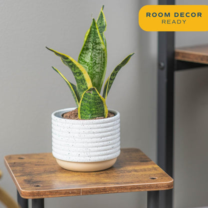 Costa Farms Snake Plant, Live Indoor Sansevieria Plant, Easy to Grow Succulent Houseplant Potted in