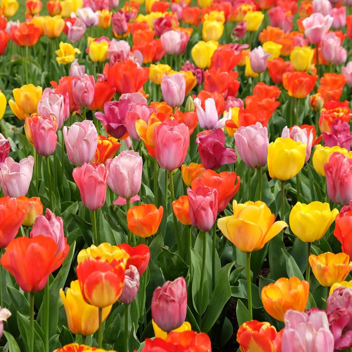 Complete Spring Flower Bulb Garden – Mixed Tulips, Daffodils & Hyacinths – 75 Bulk Bulbs for